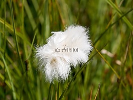鮮花,毛花,高山