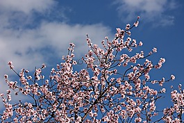 杏仁花,开花,天空