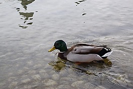 湖,水,鳥