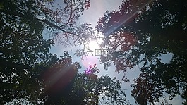 太陽,樹,閃耀