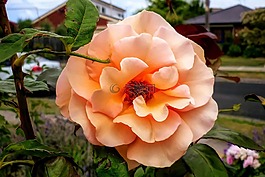 花,自然,葉