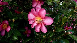 粉紅色的花,葉子,花園