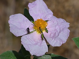 草原,野生花卉,psilothrix cyaneus