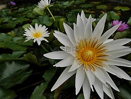 蓮花,鮮花,水面