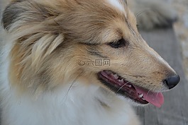 狗,頭簡介,國內(nèi)動物