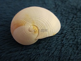 外殼,螺旋,自然