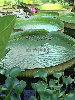 莉莉葉,綠色,植物學(xué)