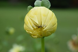 花,花瓣,性質(zhì)