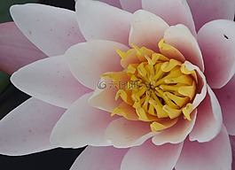 花,花瓣,性質(zhì)