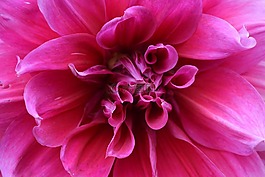 花,花瓣,性質(zhì)