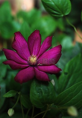花,鐵線蓮,花園