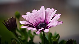 美麗,開(kāi)花,光明