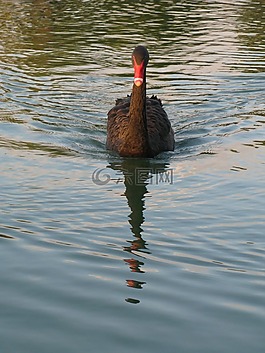 黑天鵝,鳥,水鳥