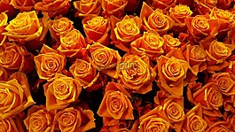 玫瑰,開花,橙