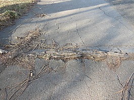 根,道路,自然之力