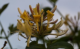 金銀花,花,植物區(qū)系