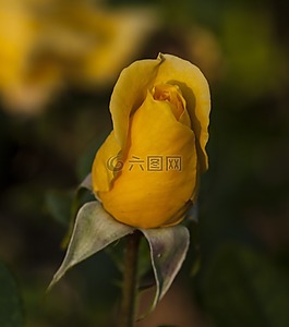 黃色,玫瑰,花