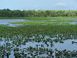圣约翰河,佛罗里达,hontoon