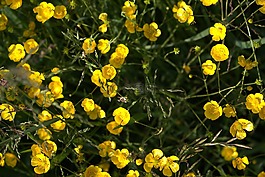 毛茛,鮮花,黃色
