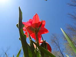 郁金香,野花,花的