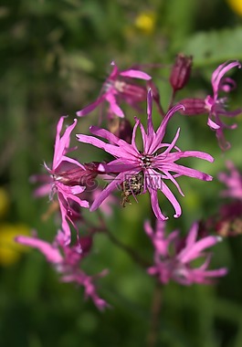 鮮花,紫,關(guān)閉