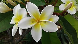 花,熱帶的,素馨