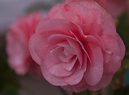 海棠,粉紅色,花