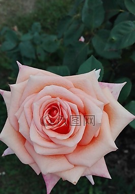 玫瑰,鮮花,性質(zhì)