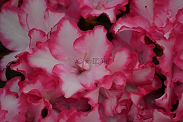 杜鹃花,春天,粉红色