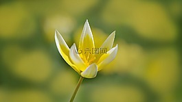 明星郁金香,花,開花
