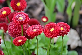 鮮花,紅色,春天