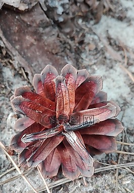 松塔,森林,性質(zhì)