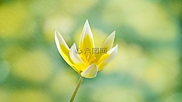 明星郁金香,花,開花