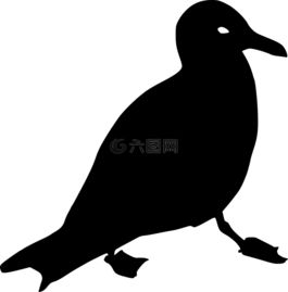 海鷗,烏鴉,動(dòng)物