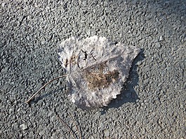 片,路径,干