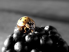 瓢蟲(chóng),黑莓,昆蟲(chóng)