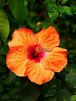 芙蓉,橙,性質(zhì)