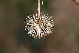牛蒡,薊,刺