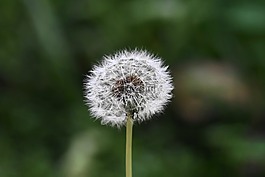 盛開(kāi),開(kāi)花,蒲公英