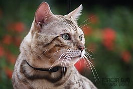 猫,弗利纳,宠物