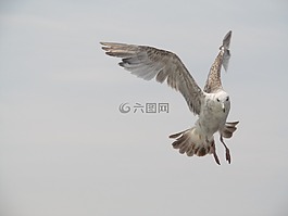 海鷗,鳥(niǎo),鷗