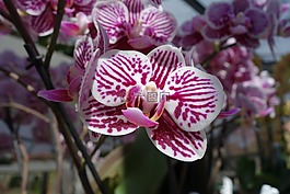 蘭花,花,廠