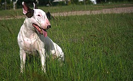 bullterrier,狗,女性