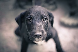狗,寵物,動物