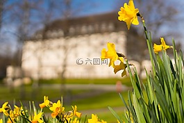 百合,花,開花