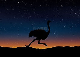 鴕鳥(niǎo),側(cè)影,景觀