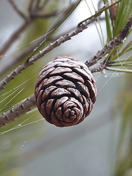 菠萝,松,雾