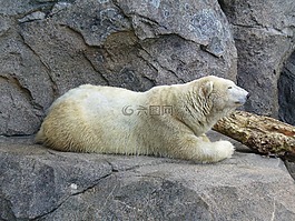 北極熊,動物園,極性