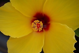 自然,花,黃色
