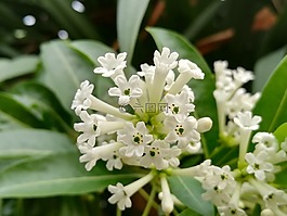 花,白,開花夜晚
